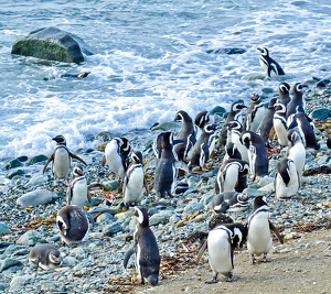 Cold Morning Swim On A Rocky Beach - Photo by Louis Arthur Norton