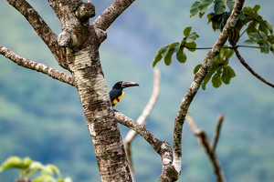 Collared Aracari - Photo by Chris Wilcox