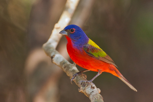 Color in Nature - Photo by Ben Skaught