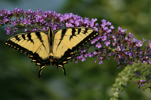 Colorfly - Photo by Eric Wolfe