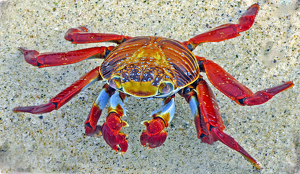 Colorful Galapogos Crab - Photo by Louis Arthur Norton