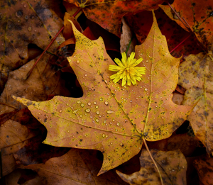 Class B HM: colors of autumn plus a daffodil by Ginny Thibodeau