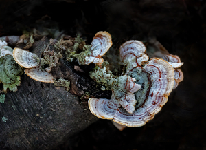 Class B HM: colors of lichen by Ginny Thibodeau