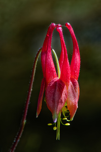 Columbine - Photo by John McGarry