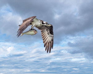 Come Fly With Me - Photo by John Straub