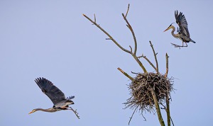 Coming and Going - Photo by Richard Provost