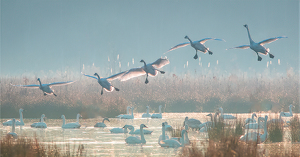 Coming in for a landing - Photo by Richard Provost