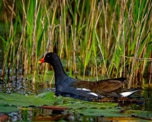 Common Galinule - Photo by John McGarry