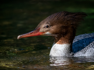 Common Merganser - Photo by Merle Yoder