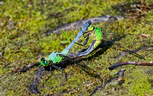 Common Pond Hawks Mating - Photo by John McGarry