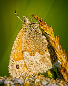 Salon HM: Common Ringlet Early Morning by John McGarry