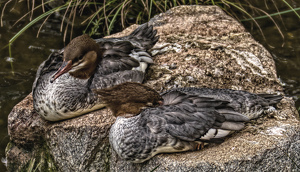 Comorants - Photo by Bruce Metzger