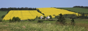 Conola Fields PEI Canada - Photo by Bill Latournes