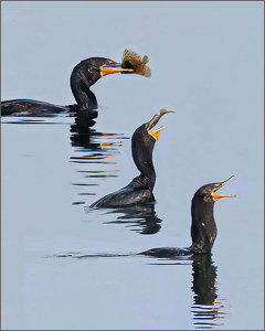 Cormorant Big Gulp - Photo by John Straub