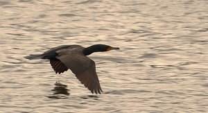 Cormorant in flight - Photo by Mireille Neumann