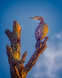 Cormorant on Dead Tree - Photo by John McGarry