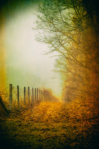 country path - Photo by John Parisi