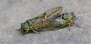 Salon 2nd: Coupling Cicadas by Bob Ferrante