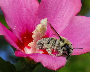 Covered in Pollen by Bill Latournes