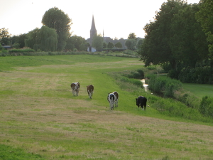 Cows going to church - Photo by Mireille Neumann