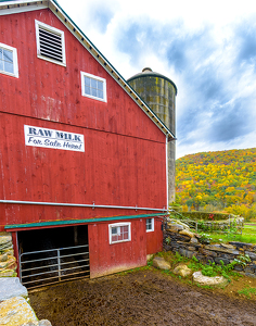 Cows Only Shoot RAW, No JPEG - Photo by John Straub