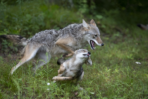 Coyote and Pup - Photo by Danielle D'Ermo