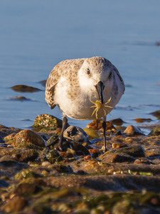 Crab Bite - Photo by Karin Lessard