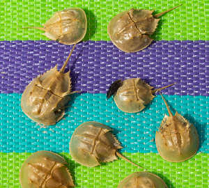 Crabby Crowd - Photo by Jeff Levesque