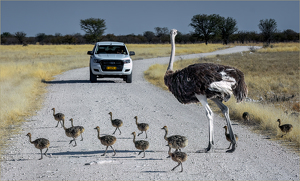 Crossing Guard - Photo by Susan Case