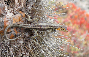 Curious Galapagos Salamander - Photo by Louis Arthur Norton