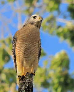 Curious Hawk - Photo by Eric Wolfe