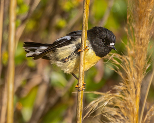 Curious Tomtit - Photo by Eric Wolfe