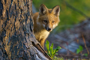 Class B HM: Curious Youngster by Jeff Levesque