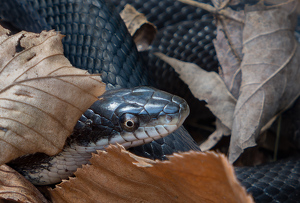 Curled Up In The Leaf Litter - Photo by Bob Ferrante