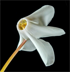 Cyclamen - Photo by Bruce Metzger