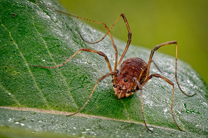 Daddy Long Legs - Photo by John McGarry