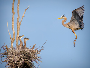 Daddy's Home! by Merle Yoder