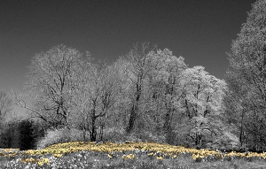 Daffodils - Photo by Bruce Metzger