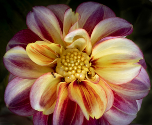 Dahlia and Visitor - Photo by Bob Ferrante