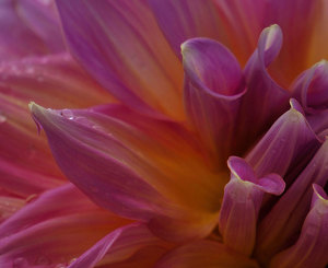 Dahlia - Photo by Alene Galin