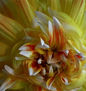 Dahlia - Photo by Bill Latournes