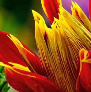 Dahlias - Photo by Alene Galin