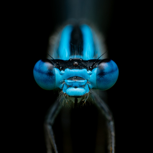 Damsel Fly - Photo by Chris Wilcox