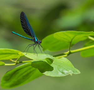 Damsel - Photo by Marylou Lavoie