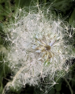 Dandelion Explosion - Photo by Dolores Brown