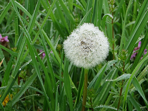 Dandelion in the Morning Drizzle - Photo by Chip Neumann