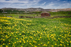 Salon 2nd: Dandelion Pasture by John McGarry