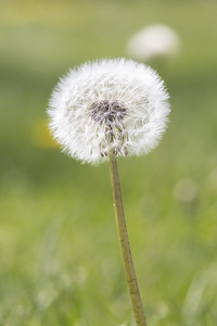 Dandelion - Photo by Nancy Schumann