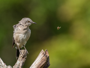 Danger Zone - Photo by Marylou Lavoie