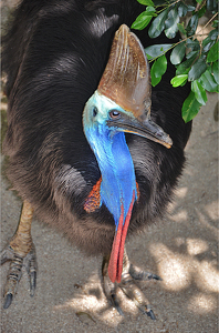 Dangerous Australian Cassowary  Up Close - Photo by Louis Arthur Norton